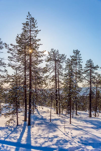 Jul i Lappland — Stockfoto