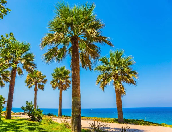 The tall slender palm trees — Stock Photo, Image