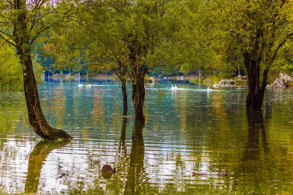 De vita svanarna simmar i vattnet — Stockfoto