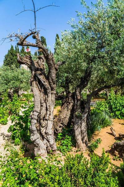 Olive molto antiche — Foto Stock