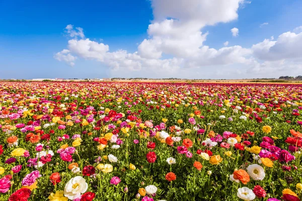 The south of Israel — Stock Photo, Image