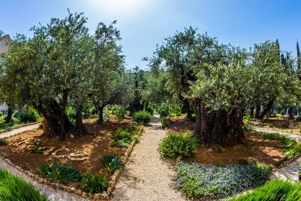 Jahrtausende alte Oliven wachsen auf rot-orangefarbenem Sandstein — Stockfoto