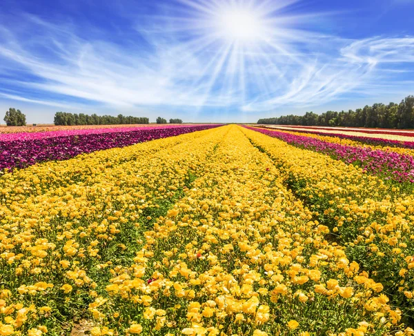 Floración de primavera — Foto de Stock