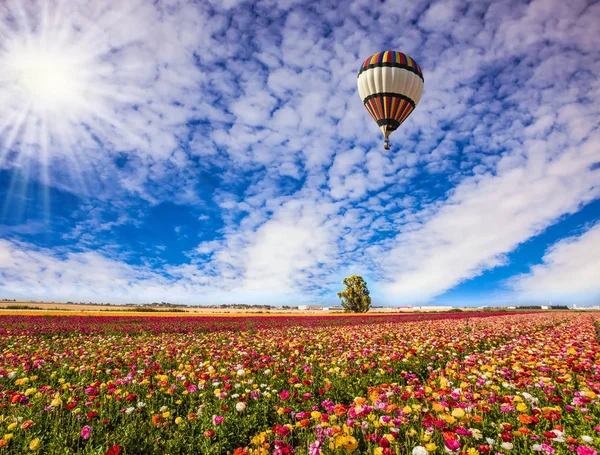 The flowering colorful buttercups — Stock Photo, Image