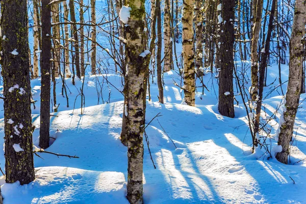 Uzun gölgeler kar sürüklenir çapraz — Stok fotoğraf