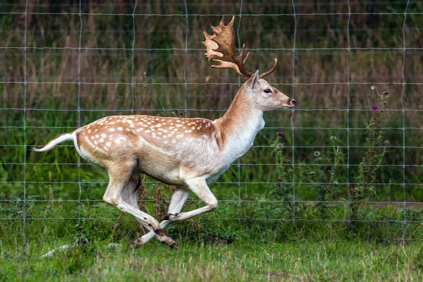 Cervos lindos galopando rapidamente ao longo da cerca — Fotografia de Stock