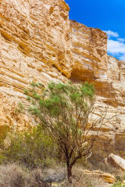 Muhteşem Negev Çölü