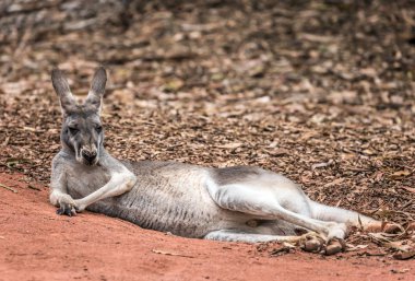 Kangaroo funny big animal clipart
