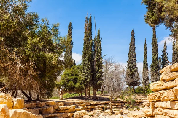 Cypresses and acacias — Stock Photo, Image