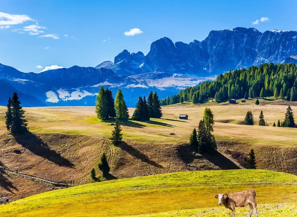 Χοντρές αγελάδες βόσκουν στους λόφους — Φωτογραφία Αρχείου