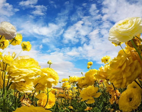 Florecen grandes buñuelos en un campo agrícola —  Fotos de Stock