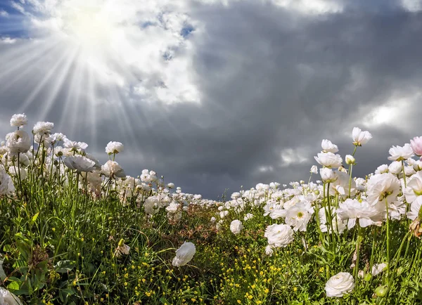 Blommande smörblommor — Stockfoto