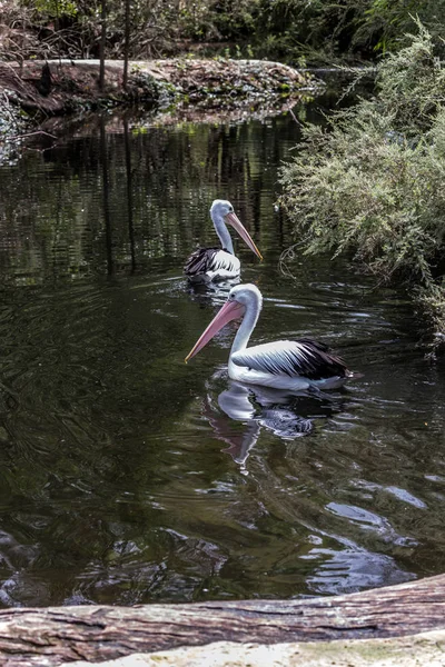 Dos grandes aves acuáticas Pelícanos — Foto de Stock
