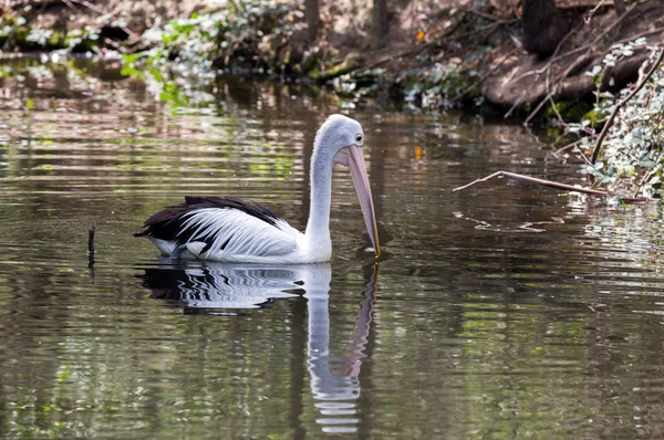 オーストラリア公園 — ストック写真