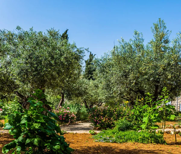 El Jardín de Getsemaní —  Fotos de Stock