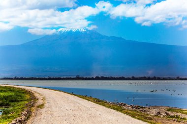 Büyük bir flamingo sürüsü.