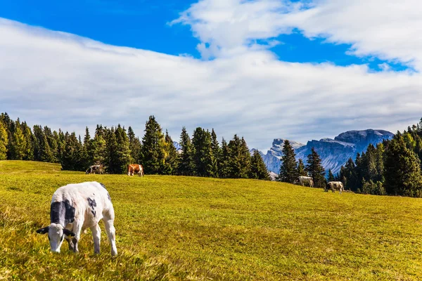 Nagy fehér tehén legel a füves dombokon — Stock Fotó