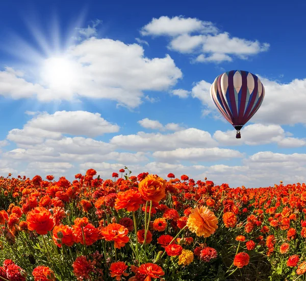 The multi-color balloon — Stock Photo, Image