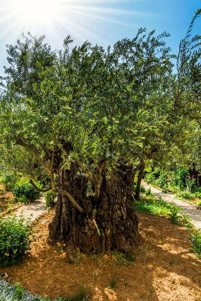 Olive magnifiche — Foto Stock
