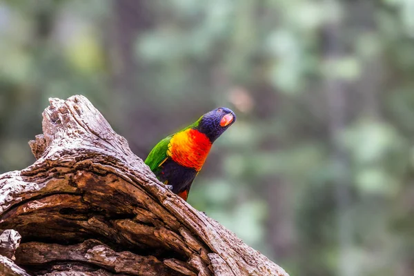 Papagaio senta-se em um toco — Fotografia de Stock