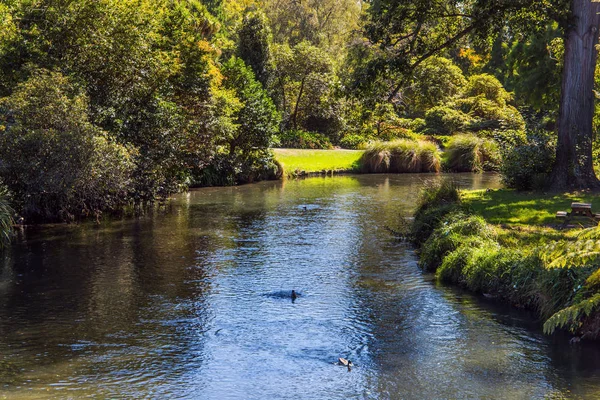 Ducks swim in slow water — ストック写真