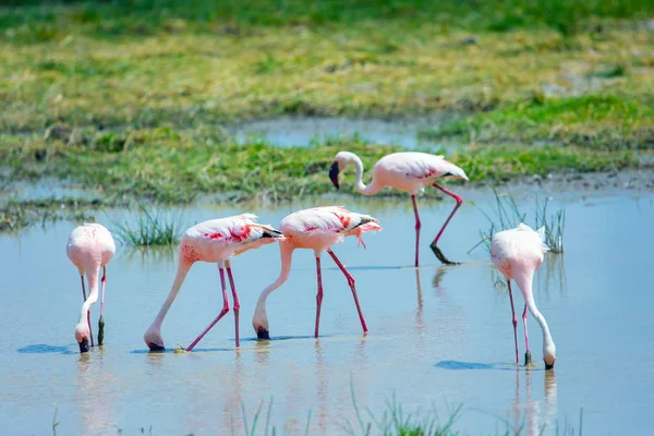 Flamingi w płytkim basenie — Zdjęcie stockowe