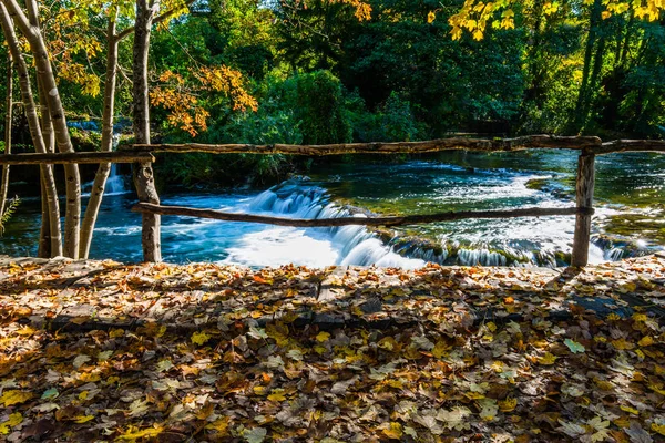 Magnifika skogar — Stockfoto