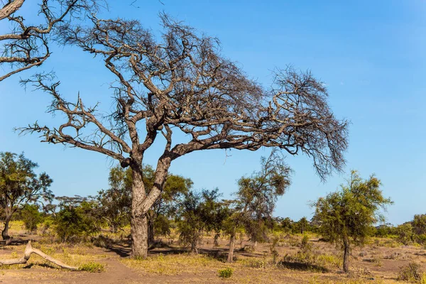 Parque Amboseli é reserva de biosfera — Fotografia de Stock