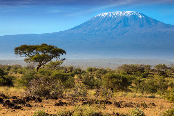 The snow peak of Kilimanjaro. Amboseli Park is the most visited park in Kenya. Savanna with bushes and desert acacies. Impressive travel to Africa. The concept of exotic, ecological and photo tourism