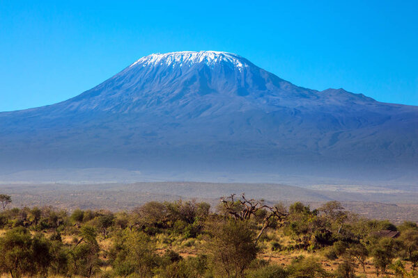 Interesting trip to Africa. Amboseli Park is the most visited park in Kenya. The snow peak of Kilimanjaro. Savanna with bushes and desert acacies. The concept of exotic, ecological and photo tourism