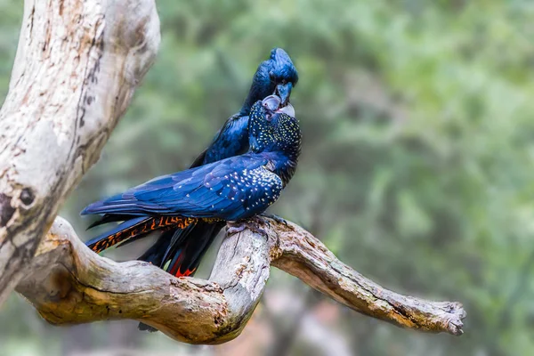 Gentle couple of parrots — Stock Image Gentle couple of parrots Stock Picture