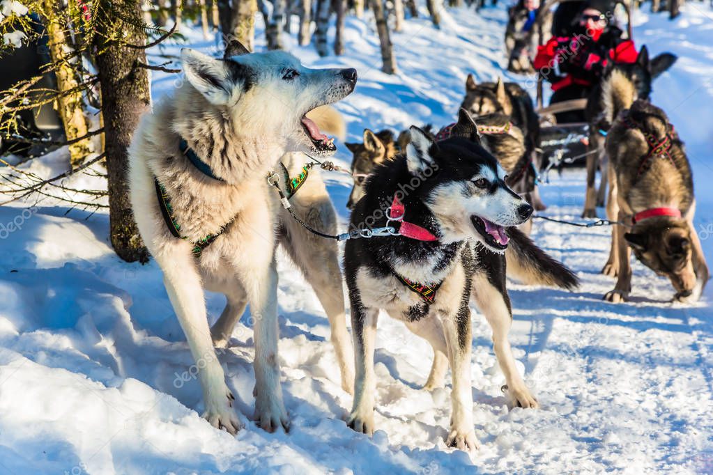 Great ride on sled dogs
