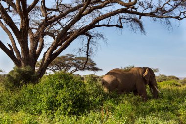 Akasya gölgesinde muhteşem bir Afrika fili. Amboseli Parkı. Çalıları ve çöl akasyası olan Savanna. Kilimanjaro Dağı, Kenya. Egzotik, ekolojik ve fotoğraf turizmi kavramı