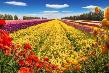 Güneşli bir bahar gününde çiçek açan düğün çiçeği tarlası. Yüksek mavi gökyüzünde hafif kümülüs bulutları. Ekolojik, kırsal ve fotoğraf turizmi kavramı