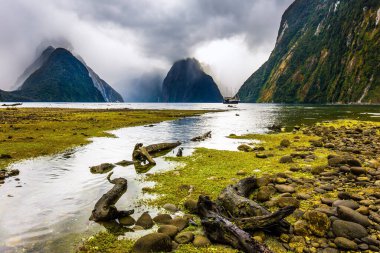 Milford Sound fiyort kıyısı bataklık çimleriyle kaplandı. Güneş ışığı fırtına bulutlarını delip geçiyor. Yeni Zelanda - goblinlerin ülkesi. Egzotik, aktif ve fotografik turizm kavramı
