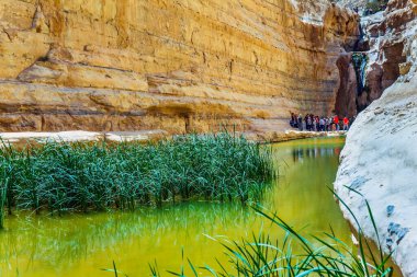  Negev Çölü 'ndeki kaynağın durgun sularında bataklık otları yetişir. Güneşli bir bahar günü. Creek Zin kanyonu boyunca akar Ein Avdat Ekolojik, aktif ve fototürizm kavramı
