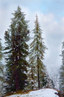 Dolomit Alpleri. İlk karla kaplı dev yeşil ladin. Muhteşem Giau Geçidi. Ekstrem, aktif, eko ve fotoğraf turizmi kavramı