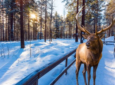Ormanın kıyısındaki muhteşem kızıl geyik. Karlı kozalaklı orman. Güneşli, soğuk kış günü. Aktif, kış, çevre ve fotoğraf turizmi kavramı