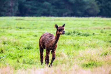 Yeşil çimenlere yapıştırılan saç kesiminden sonra büyüleyici kahverengi lama. Yün ve et için hayvan yetiştirme çiftliği. Egzotik, ekolojik ve fotoğraf turizmi kavramı