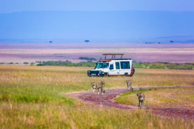 Çita ailesi safari için turist cipleri arasında koşar. Doğal ortamdaki vahşi hayvanlar. Safari - Kenya turu, Masai Mara rezervasyonu. Egzotik, ekolojik ve fototürizm kavramı