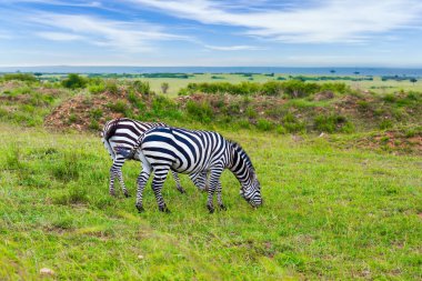 Afrika savanasına muhteşem bir gezi. Baharda Kenya. Büyüleyici simetrik zebralar birlikte otluyor. Ekolojik, aktif ve fototürizm kavramı
