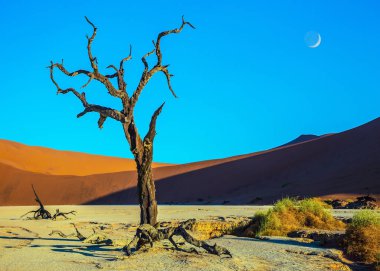 The bottom of dry lake with dry trees in Namib-Naukluft National Park. Evening twilight in the desert. The concept of active, extreme and phototourism clipart