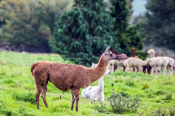 Herd Multi Colored Lamas Haircut Grazed Green Lawn Animal Breeding — Stock Photo, Image