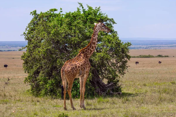 アフリカのサバンナで小さな角と斑点のある皮膚を持つキリン ジープサファリマサイマラ ケニア アクティブ 写真観光の概念 — ストック写真
