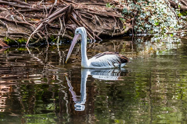 Pelican Cherche Poisson Frais Parc Australien Grand Pélican Australien Sauvagine — Photo