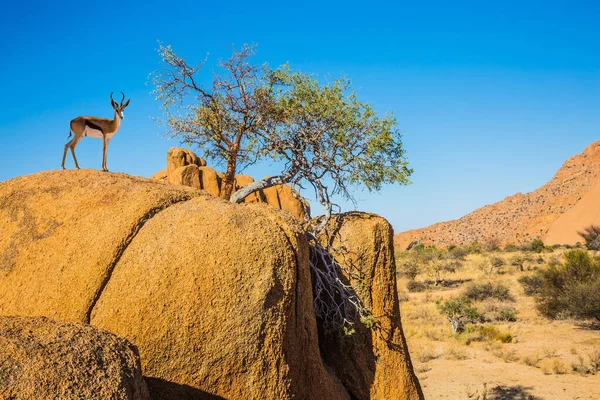 Antílope Nas Rochas Viajar Para África Pedras Pitorescas Deserto Namíbia — Fotografia de Stock