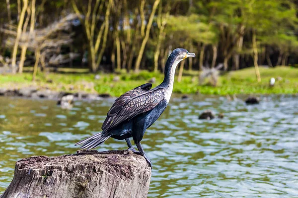 Caza Cormoranes Pecho Blanco Cerca Del Lago Africano Naivasha Safari — Foto de Stock