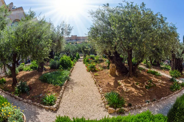 Millennial olives grow under the hot autumn sun. Gethsemane Garden on the Mount of Olives in Jerusalem. The concept of historical, religious and ethnographic tourism. Photo taken by a fisheye lens