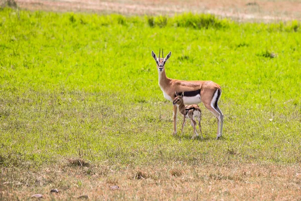 Female Mother Thomson Gazelle Newborn Baby Green Grass African Savannah — Stock Photo, Image