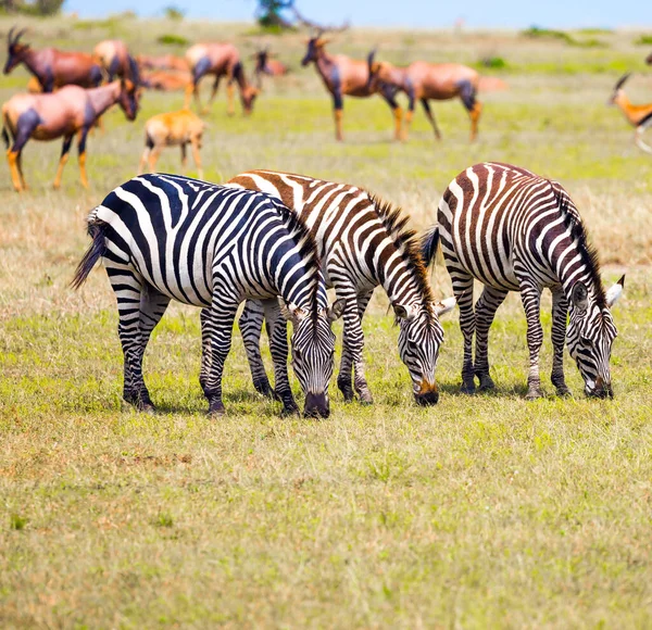 African Safari Kenya Tsessebe Antelopes Zebras Graze Together Nearby Magnificent — Stock Photo, Image